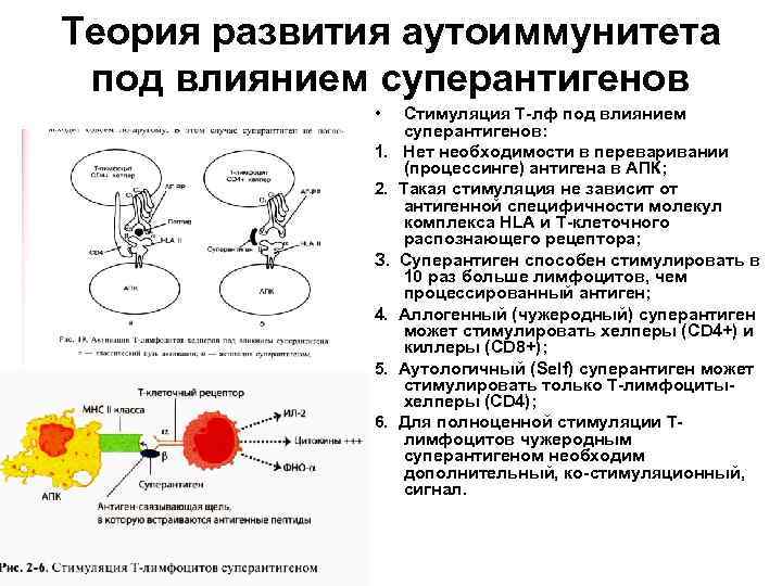 2 иммунопатология