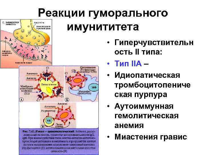 Реакции гуморального имунититета • Гиперчувствительн ость II типа: • Тип IIА – • Идиопатическая