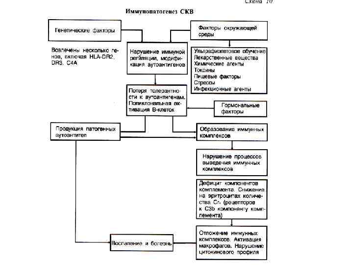 Схема аутоиммунной реакции