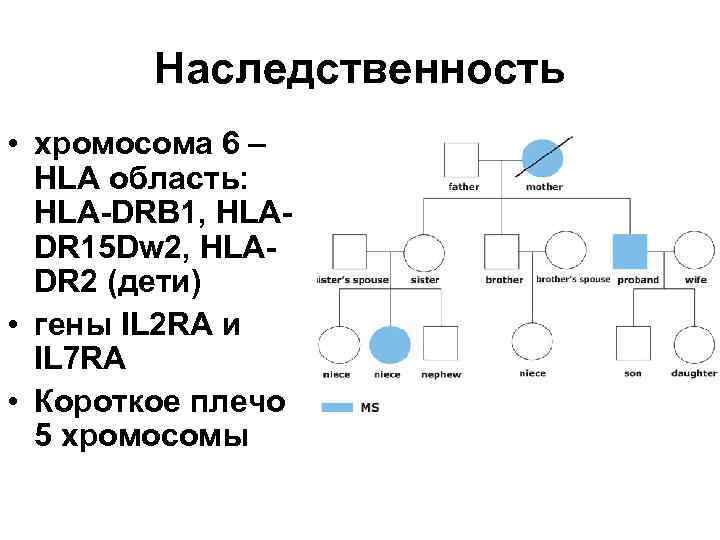 Как наследуется хромосом