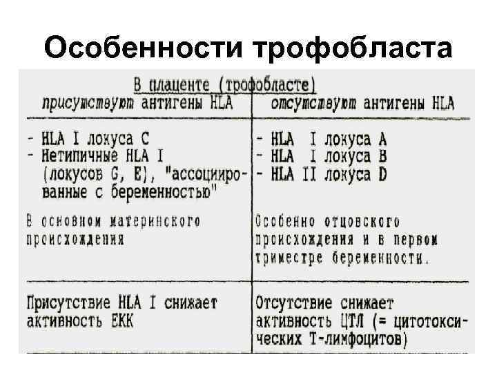 Особенности трофобласта 