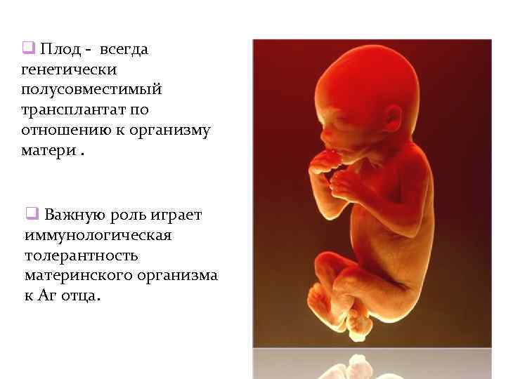  Плод - всегда генетически полусовместимый трансплантат по отношению к организму матери. Важную роль