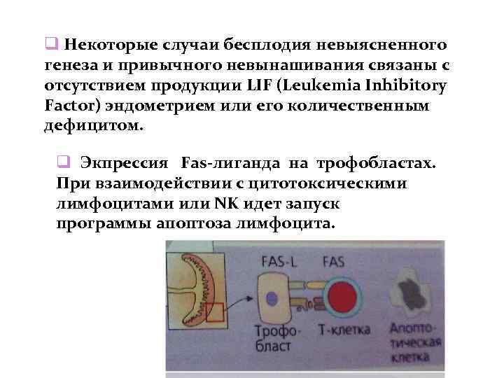  Некоторые случаи бесплодия невыясненного генеза и привычного невынашивания связаны с отсутствием продукции LIF