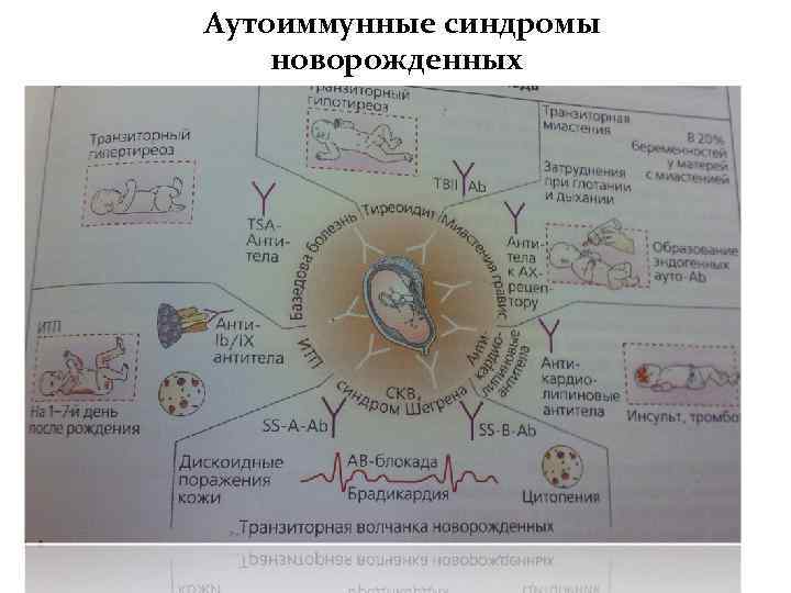 Иммунология репродукции