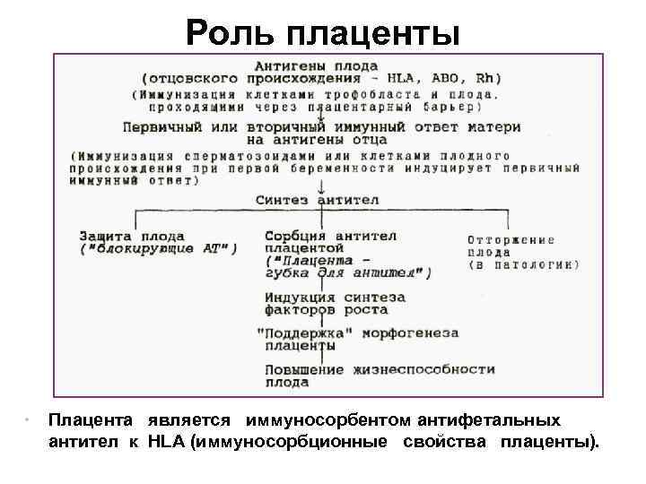 Роль плаценты • Плацента является иммуносорбентом антифетальных антител к HLA (иммуносорбционные свойства плаценты). 