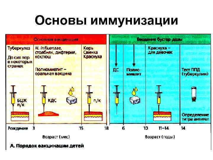 Иммунизация картинки рисунки