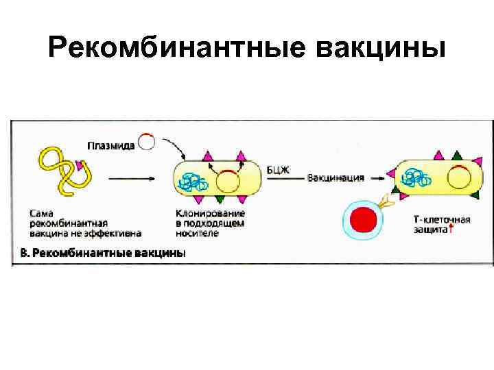 Рекомбинантные вакцины это