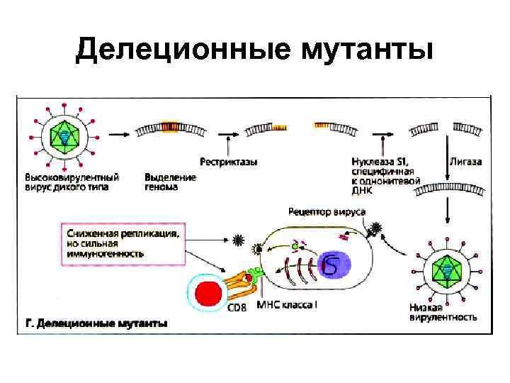 Картинки по иммунопрофилактике