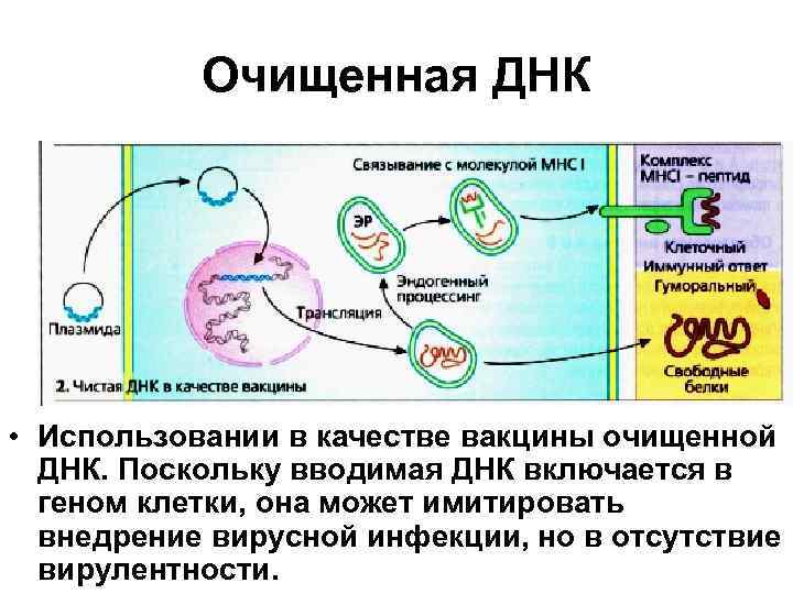 Днк вакцины презентация