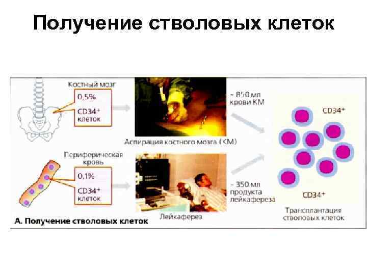 Получение стволовых клеток 