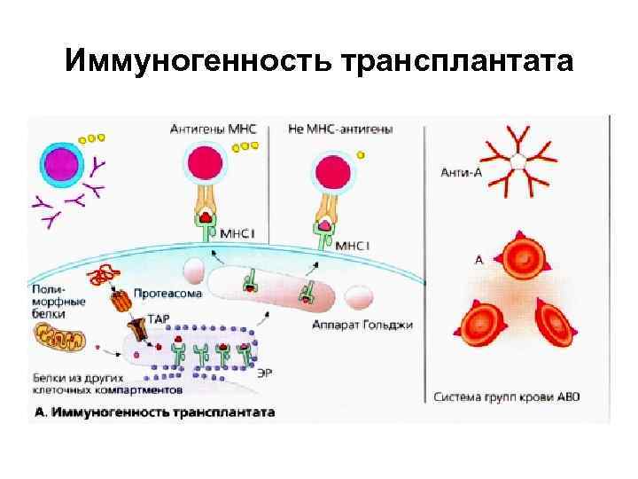 Иммуногенность трансплантата 