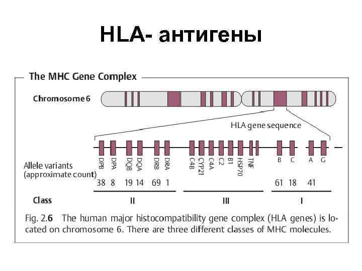 HLA- антигены 