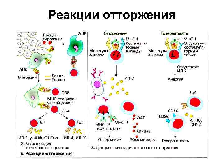 Реакции отторжения 