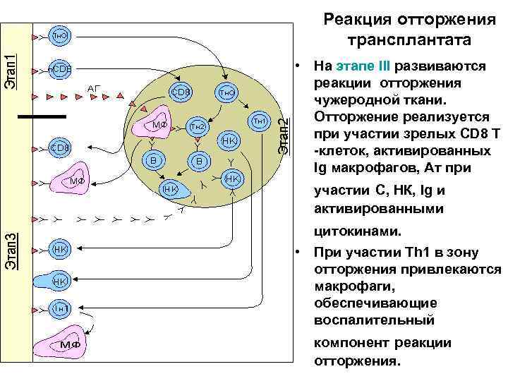 Реакция отторжения трансплантата • На этапе III развиваются реакции отторжения чужеродной ткани. Отторжение реализуется