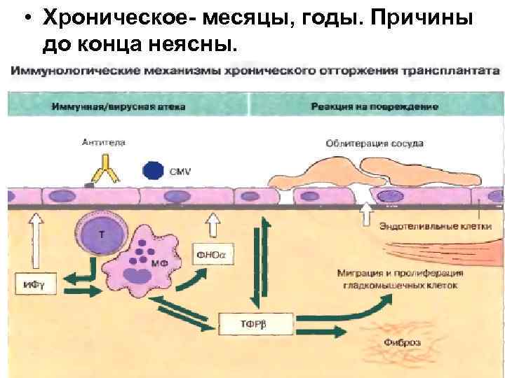  • Хроническое- месяцы, годы. Причины до конца неясны. 