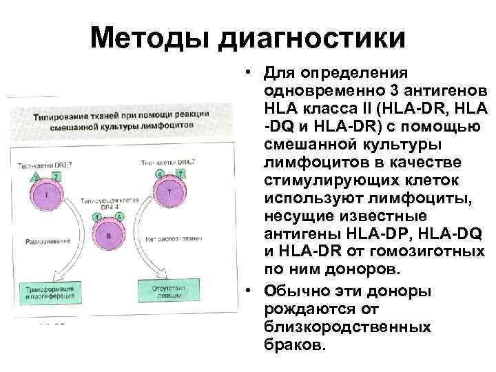 Методы диагностики • Для определения одновременно 3 антигенов HLA класса II (HLA-DR, HLA -DQ