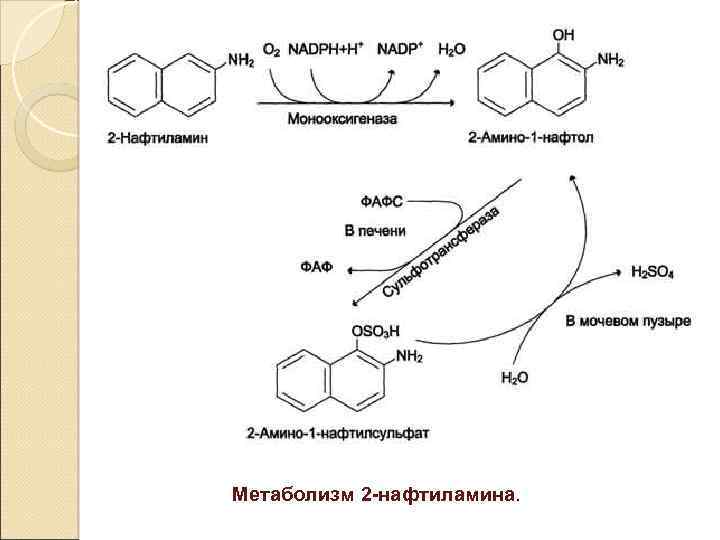 Метаболизм 2 -нафтиламина. 