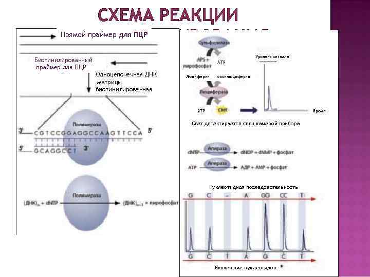 СХЕМА РЕАКЦИИ Прямой праймер для ПЦР ПИРОСЕКВЕНИРОВАНИЯ Биотинилированный праймер для ПЦР Уровень сигнала АТР