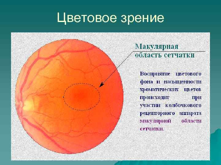 Цветовое зрение 