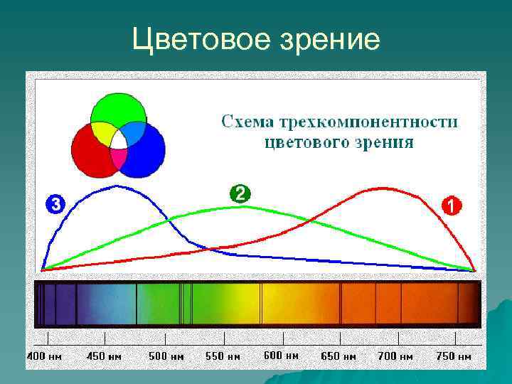 Презентация на тему цветовое зрение