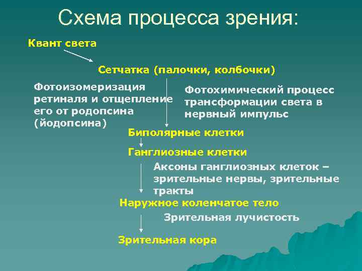 Схема процесса зрения: Квант света Сетчатка (палочки, колбочки) Фотоизомеризация Фотохимический процесс ретиналя и отщепление