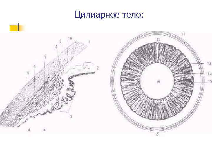 Цилиарное тело: 