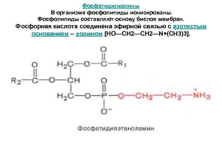 Фосфатидилхолины В организме фосфолипиды ионизированы. Фосфолипиды составляют основу бислоя мембран. Фосфорная кислота соединена эфирной