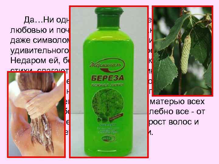 Да…Ни одно дерево не пользуется такой любовью и почитанием на Руси, как береза. Ее