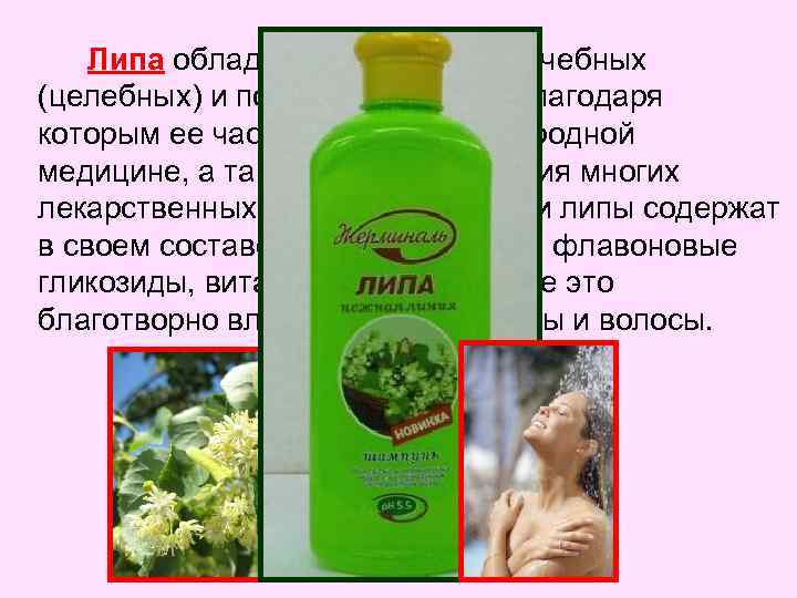 Липа обладает множеством лечебных (целебных) и полезных свойств, благодаря которым ее часто применяют в