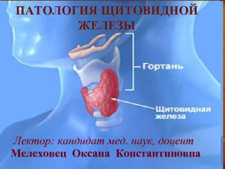 ПАТОЛОГИЯ ЩИТОВИДНОЙ ЖЕЛЕЗЫ Лектор: кандидат мед. наук, доцент Мелеховец Оксана Константиновна 