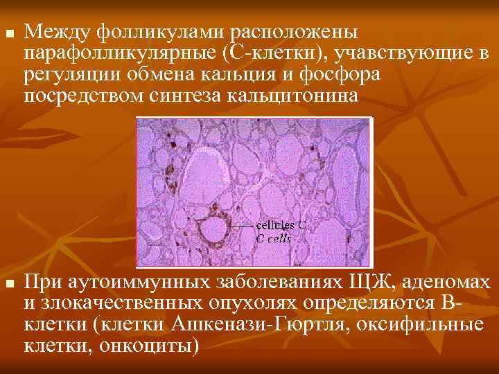 n n Между фолликулами расположены парафолликулярные (С-клетки), учавствующие в регуляции обмена кальция и фосфора