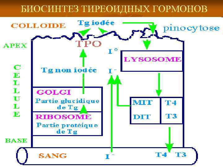 Синтез тиреоидных гормонов схема