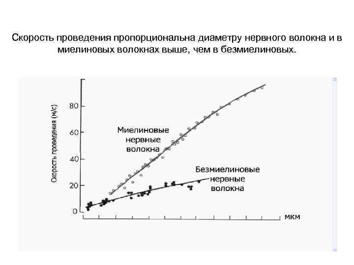 Скорость проведения пропорциональна диаметру нервного волокна и в миелиновых волокнах выше, чем в безмиелиновых.