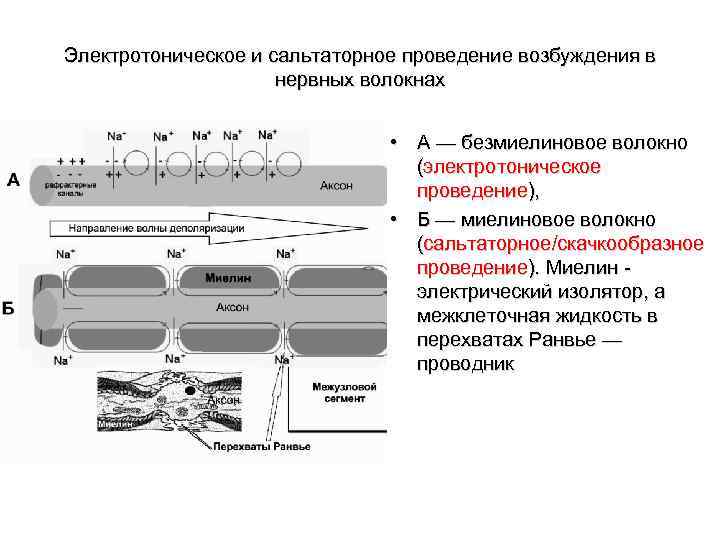 Электротоническое и сальтаторное проведение возбуждения в нервных волокнах • А — безмиелиновое волокно (электротоническое