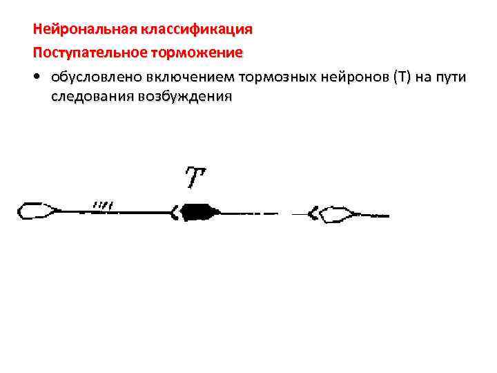 Нейрональная классификация Поступательное торможение • обусловлено включением тормозных нейронов (Т) на пути следования возбуждения