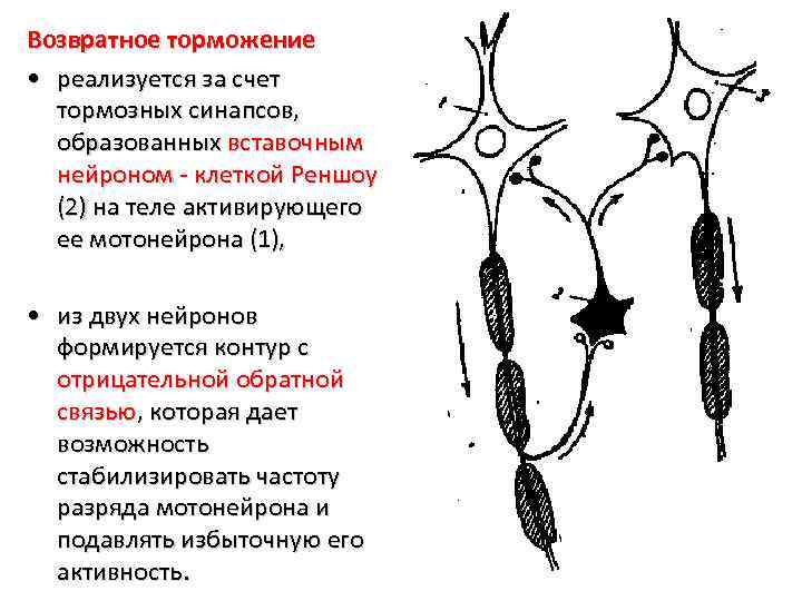 Возвратное торможение • реализуется за счет тормозных синапсов, образованных вставочным нейроном - клеткой Реншоу