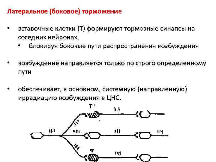 Латеральное (боковое) торможение • вставочные клетки (Т) формируют тормозные синапсы на соседних нейронах, •