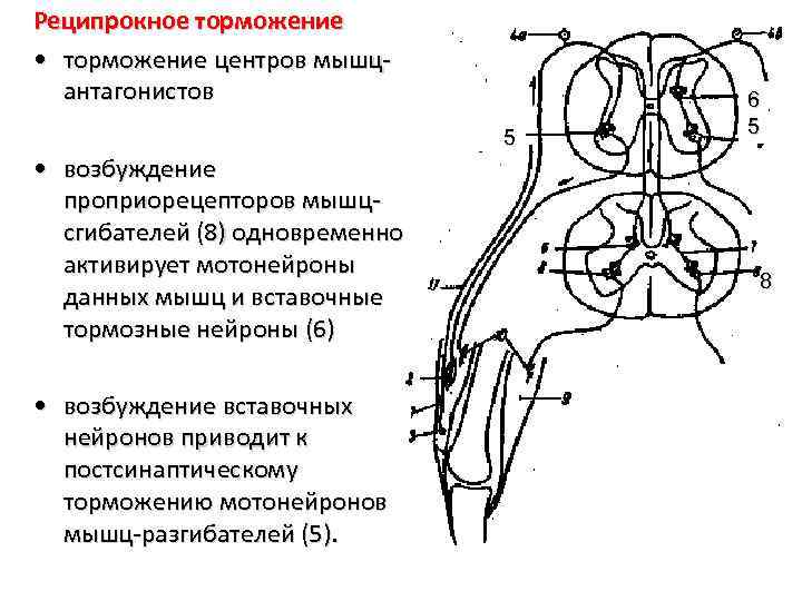 Реципрокное торможение • торможение центров мышцантагонистов 5 • возбуждение проприорецепторов мышцсгибателей (8) одновременно активирует