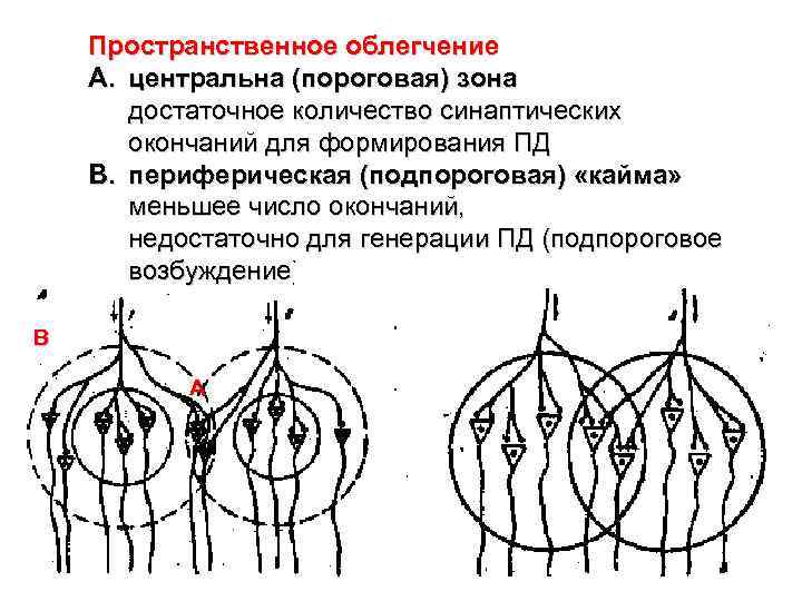 Пространственное облегчение A. центральна (пороговая) зона достаточное количество синаптических окончаний для формирования ПД B.
