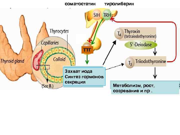 соматостатин тиролиберин ТТГ Захват иода Синтез гормонов секреция Метаболизм, рост, созревание и пр. 
