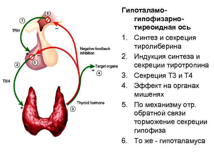 На рисунке изображена схема влияния гипофиза на функционирование щитовидной железы