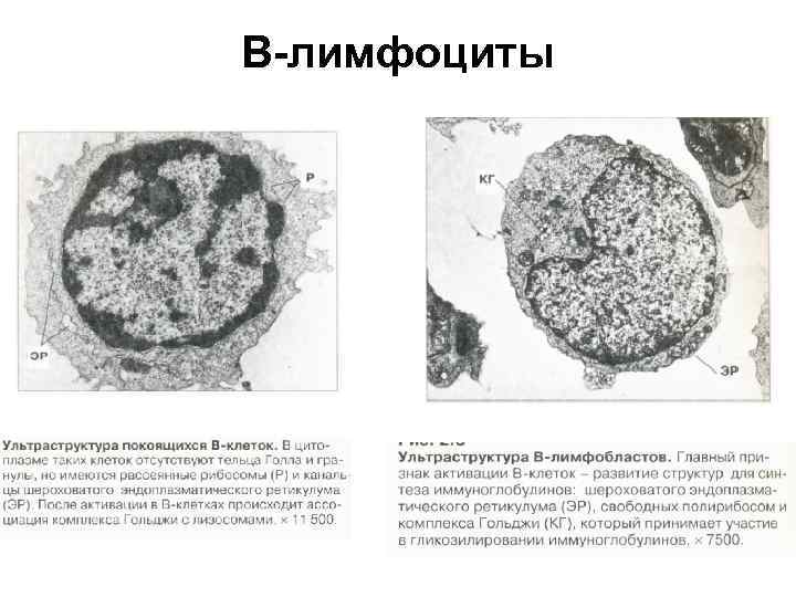 В-лимфоциты 