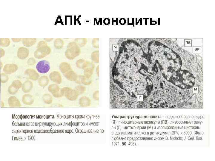 АПК - моноциты 