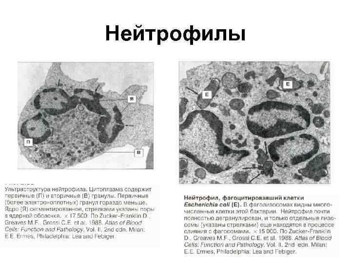 Нейтрофилы 