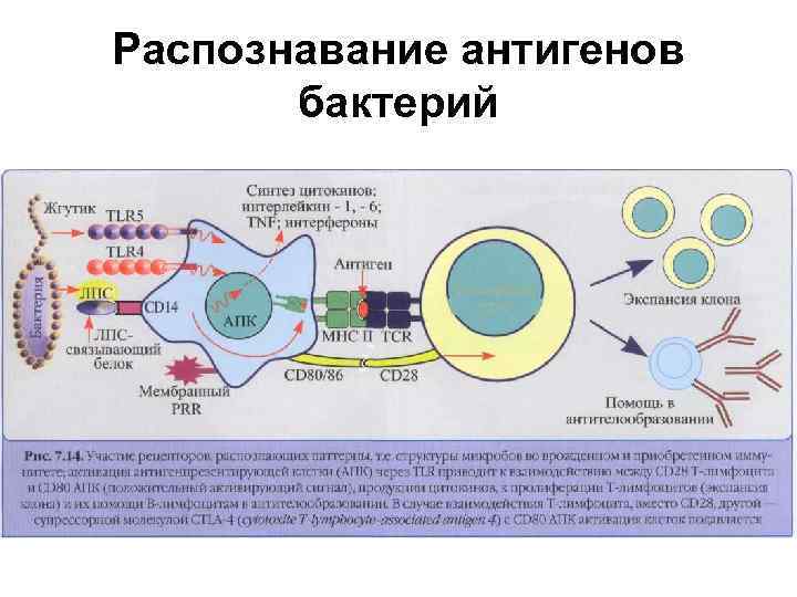 Распознавание антигена