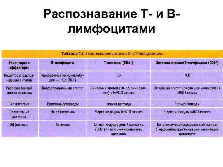 Презентация антигена лимфоцитам