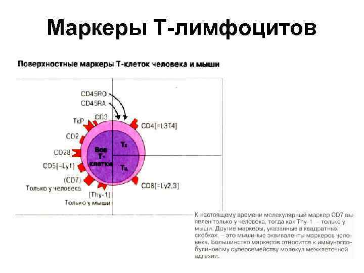 Маркеры Т-лимфоцитов 