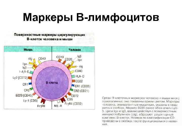 Маркеры В-лимфоцитов 