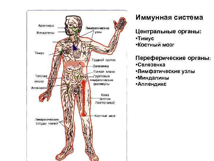 Иммунная система схема