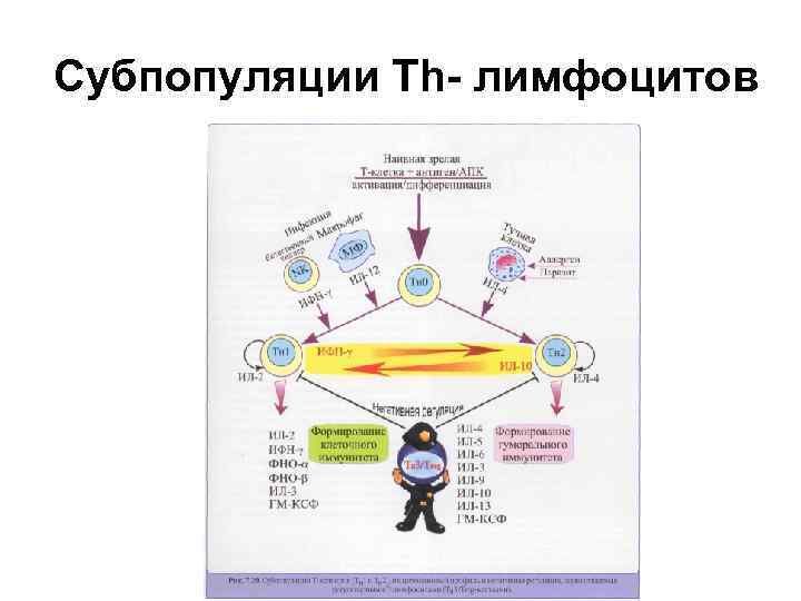 Субпопуляции Th- лимфоцитов 